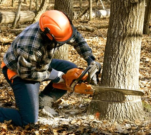 Tree Removal in Congress, AZ